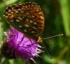 Argynnis aglaja